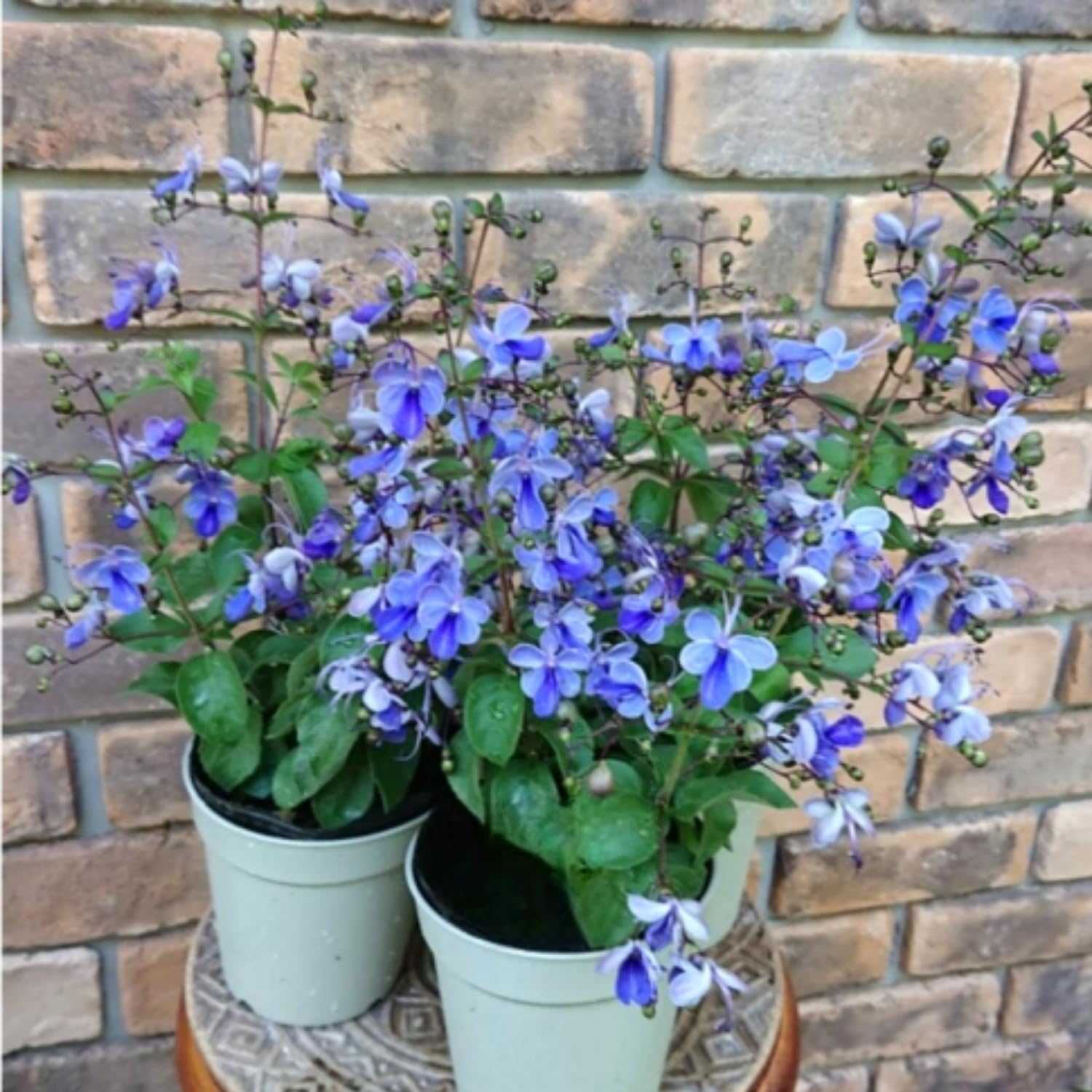 Clerodendrum Plants Live Well-Rooted for Outdoor Planting, Blue Butterfly Clerodendrum Wallichii Schmidtii Smithianum Light Bulbs Tropical Live Plant, Chains of Glory Tree, 5"-9" in Tall