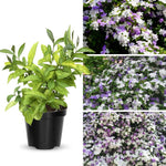 3 Yesterday Today Tomorrow Live Plants, 4 to 7 Inc Long, Brunfelsia Plants for Growing Indoor or Outdoor Gardening
