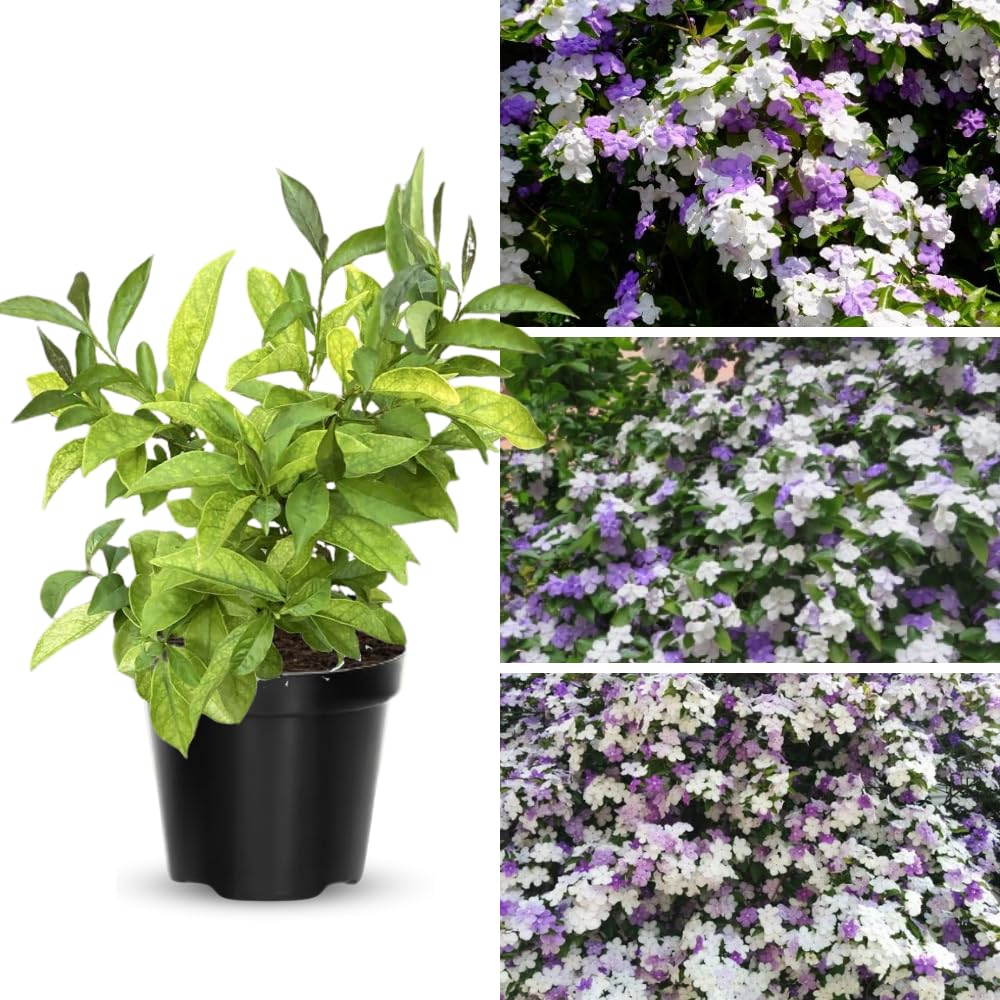 3 Yesterday Today Tomorrow Live Plants, 4 to 7 Inc Long, Brunfelsia Plants for Growing Indoor or Outdoor Gardening