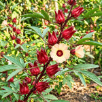 Red Roselle Hibiscus Live Plant 8-12 Inches Tall in Half Gallon Pot, Hardy Hibiscus Sabdariffa Plants, Tropical Flower Plant for Outdoor Garden