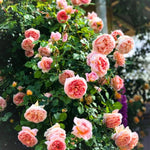 Rose Live Plant for Planting, Fragrant Hybrid Rose Bush, 5-10” Tall, Ready to Grow Flowering Shrub for Outdoor Garden, No Pot (Pink Apricot Rose)