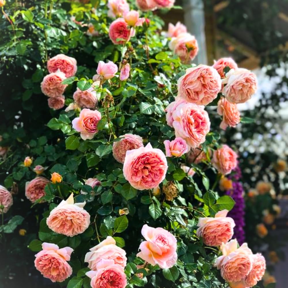 Rose Live Plant for Planting, Fragrant Hybrid Rose Bush, 5-10” Tall, Ready to Grow Flowering Shrub for Outdoor Garden, No Pot (Pink Apricot Rose)
