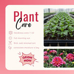 Dark Purple Pink Dahlia Bulbs Plant 2-3" Tall, Dahlia Blubs, Outdoor Flower for Garden Beds or Patio Containers, Not Live Plant