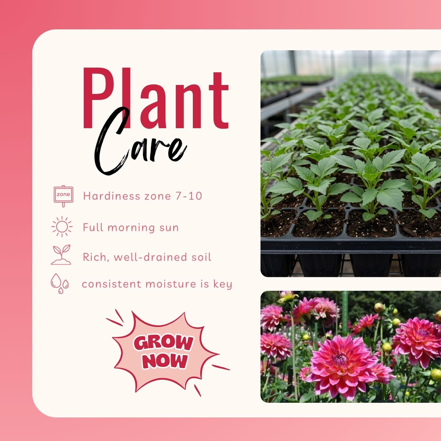 Dark Purple Pink Dahlia Bulbs Plant 2-3" Tall, Dahlia Blubs, Outdoor Flower for Garden Beds or Patio Containers, Not Live Plant