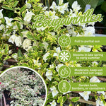 Set Vanilla Ice 2 Bougainvillea Live Plants 4-7 Inches Tall, Vibrant Bumgainvillea Flowering Vines for Garden, Patio Containers and Indoor Growing