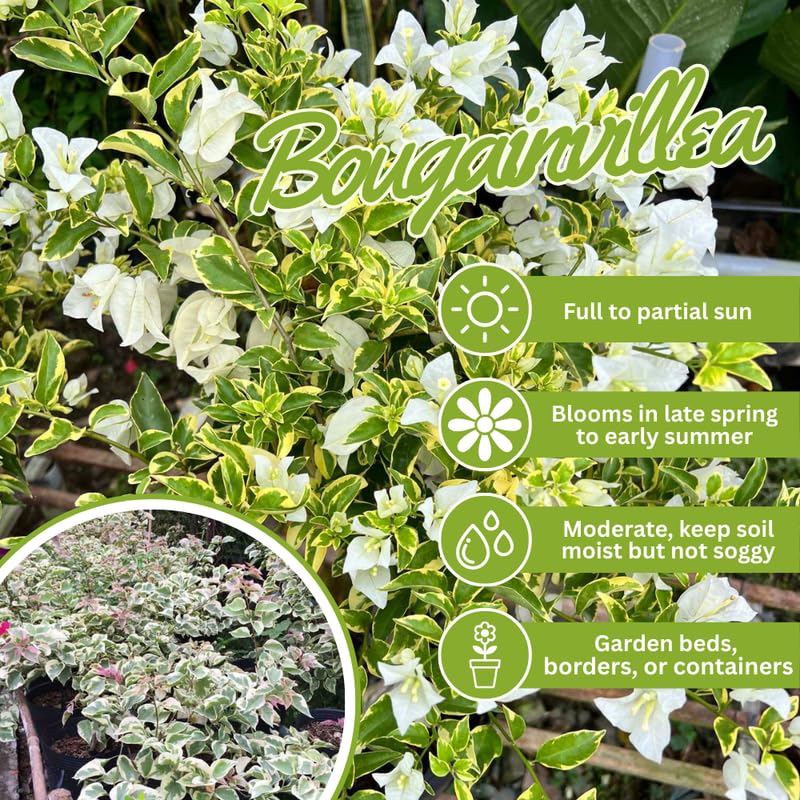 Set Vanilla Ice 2 Bougainvillea Live Plants 4-7 Inches Tall, Vibrant Bumgainvillea Flowering Vines for Garden, Patio Containers and Indoor Growing