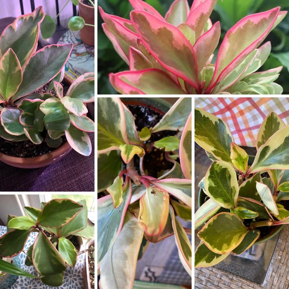 Peperomia Rainbow Live Plant 4-7 Inch Tall, 3.5 Inch Plant, Red Edge Peperomia Rainbow Plant, Maintenance Houseplant for Home Decoration