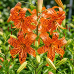 Set 3 Orange Lily Bulbs for Planting, Bright Sunny Blooms, Summer Flowering Perennial Garden Flowers, Lily Bulbs for Containers and Outdoor Garden