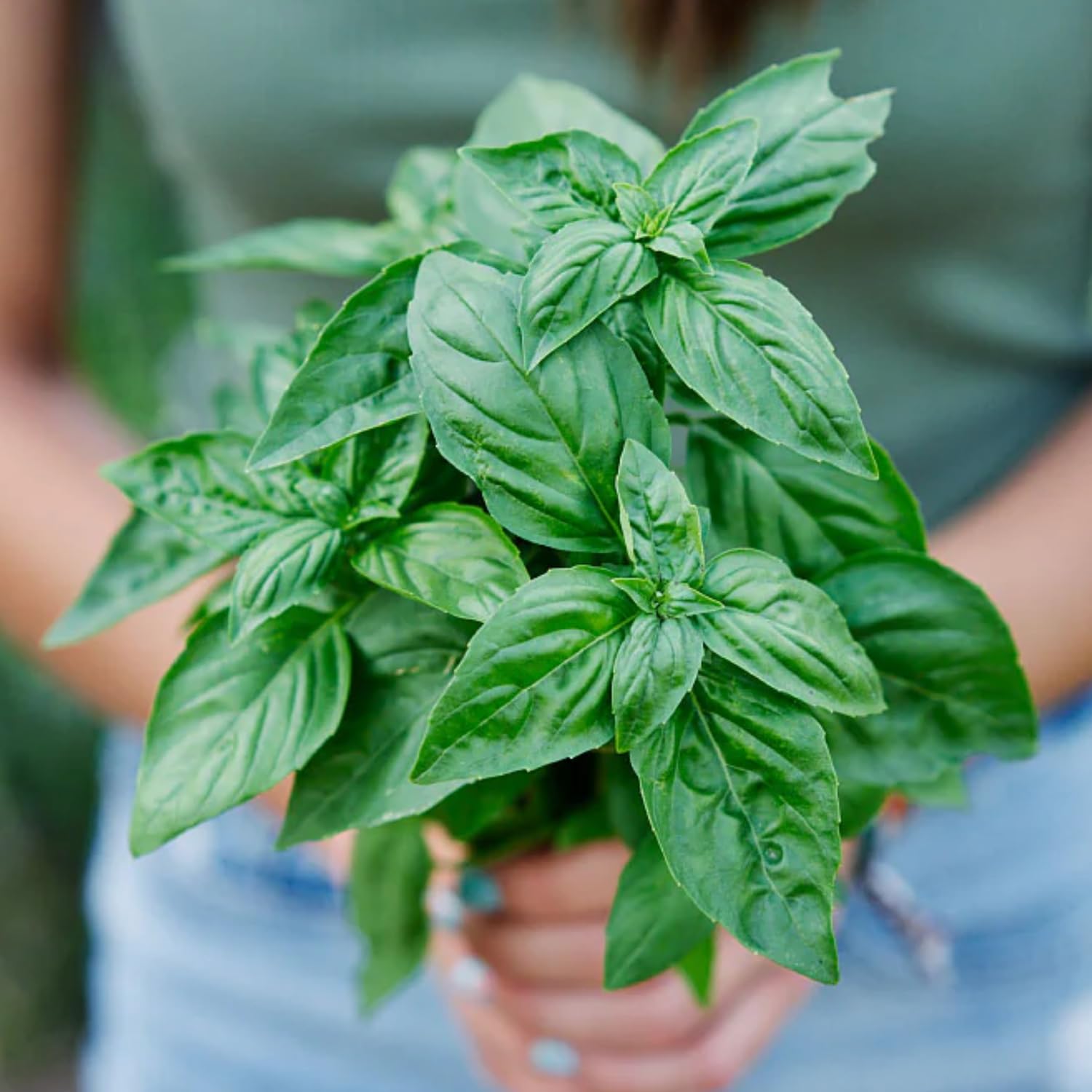 1 Pot Basil Plant Live, Sweet Basil Live Plant, 2 Plants Per Pot, 4-6” Tall Fragrant Herb Plant