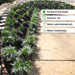 Pack of 3 Mondo Grasses Plant, Ornamental Grass Live Plants, Perennial Grass Plant, 3-5 Inc Tall, Ground Cover, Hardy Ornamental Grass for Shade Garden Landscaping