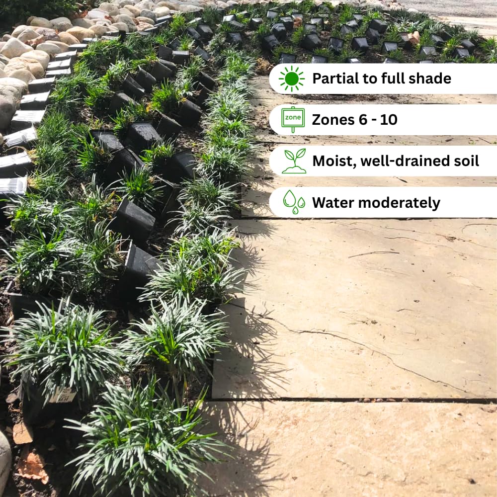 Pack of 3 Mondo Grasses Plant, Ornamental Grass Live Plants, Perennial Grass Plant, 3-5 Inc Tall, Ground Cover, Hardy Ornamental Grass for Shade Garden Landscaping