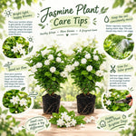 2 Double Jasmine Live Plants, Fragrant Flowering Shrubs, 4-6" Tall