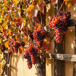 8 Red Grape Vine Cuttings, 8-12 Inches, Sweet Grape Fruits for Garden Planting, Outdoor Climbing Fruit Vine