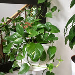 Live Pothos Plant, Pothos Live Plant from 5 to 7 Inc Tall, Houseplant Plant Gardening, 4 Inc Pot (Green)