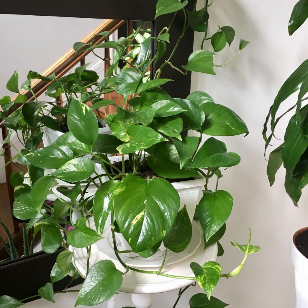 Live Pothos Plant, Pothos Live Plant from 5 to 7 Inc Tall, Houseplant Plant Gardening, 4 Inc Pot (Green)