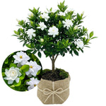 3 Gardenia Plants Live, Jasmine Plants Live Indoor, 5 to 7 Inc Tall, Frost Proof Gardenia Live Plant, Flowering Jasmine Plant