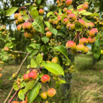 Red Crabapple Plant Live, Apple Tree 6-10'' Tall, Crabapple Bush Live, Crabapples Tree for Outdoor Landscape