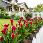 Calla Lily Bulbs for Planting, Calla Lily Bulbs, Vibrant Summer Blooming Flowers for Garden and Patio Planting (Red Calla Lily Bulbs (Set 3))