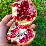 Live Pomegranate Plant, 5–8 Inch Seedling for Garden and Outdoor Growing, Pomegranate Tree for Spring Planting