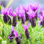 Pack 2 Lavender Plants Live Indoor, Lavandula Trees Live Plants for Planting, Fragrant Flowers Perennial, Plugs 4-7" Tall Well-Rooted (Spanish Lavender)