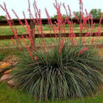 Red Yucca Live Plant, Yucca Succulent Plant Potted 4 to 8 Inch Tall, Live Outdoor Garden Plants in 4" Pot