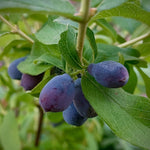 Blue Honeyberry Live Plant, Haskap Honey Berry Plant, 6-8 Inches Tall, Edible Berries for Outdoor Growing