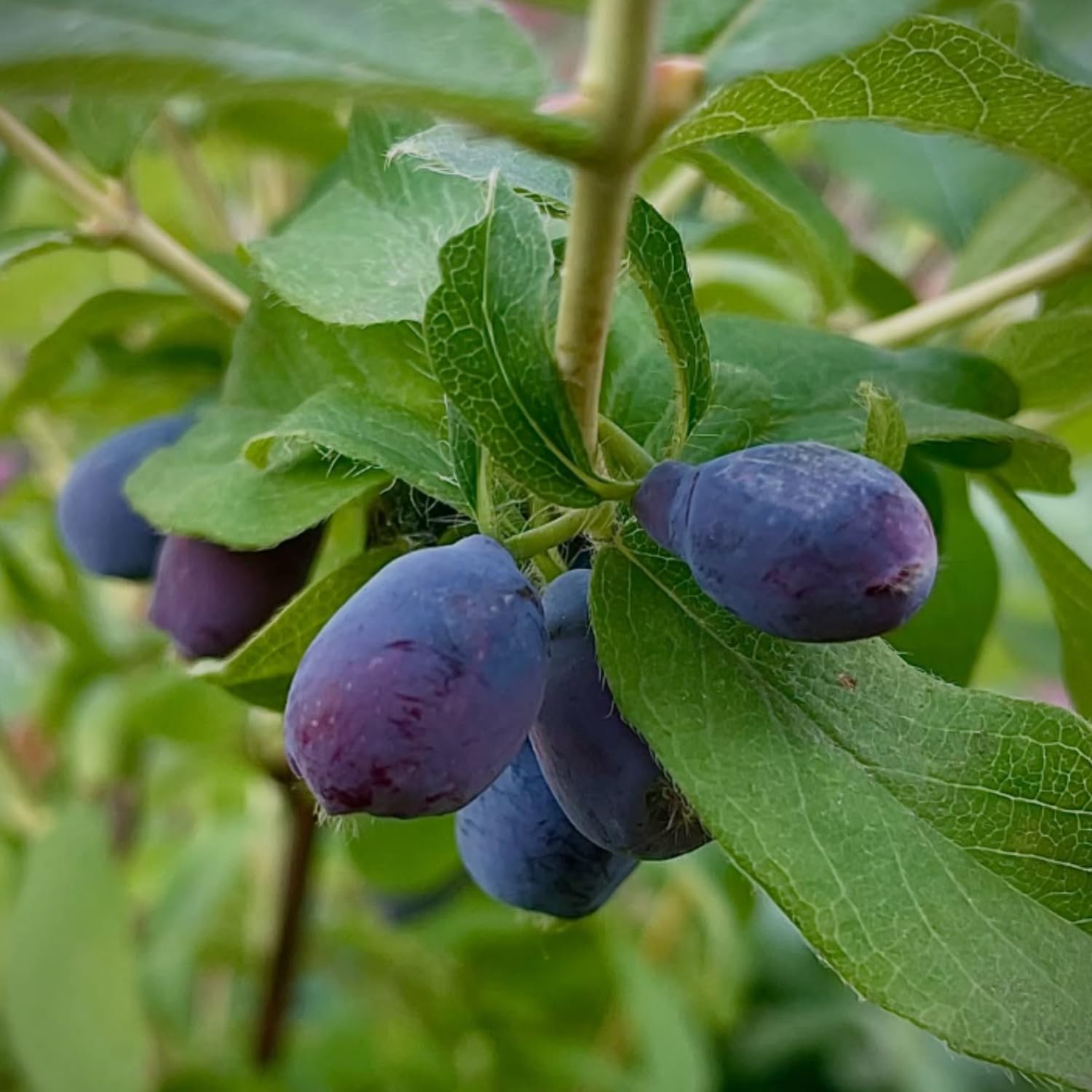 Blue Honeyberry Live Plant, Haskap Honey Berry Plant, 6-8 Inches Tall, Edible Berries for Outdoor Growing