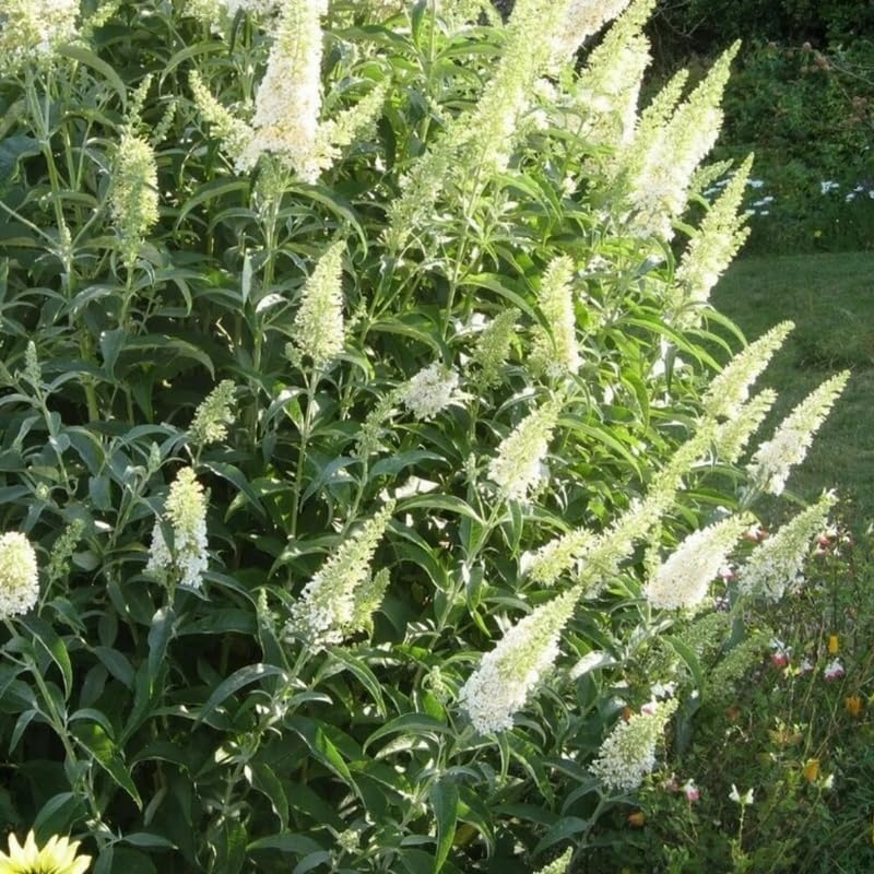 AVERAR 3 Buddleia Butterfly Bush Live Plant Ready to Plant Outdoor, White Blooms, Starter 5 to 9 Inches Tall, Cold Hardy and Fragrant, Zones 5-9