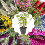 AVERAR 6 Months Old Random Butterfly Bush Live Plant, Butterfly Bushes Ready to Plant Outdoor, Buddleia Plant Bush Shrub 5-7 Inches Tall, No Pot