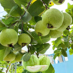 Guava Tree Live Plant, 4-8" White Guava Tree Live Plant, Guava Tree Plant Live, Guava for Planting in 4" Pot