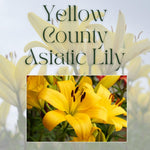 4 Yellow Asiatic Lily Bulbs, 3-4 Inch, Lily Flower Bulbs, Flowering Bulb for Outdoor Garden Beds and Containers