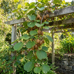 Kiwi Vine Live Plant, Hardy Kiwi Live Plants, 6-8 Inches Tall, Fruit Vine Starters for Easy Garden Growing