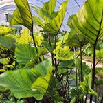 Colocasia Esculenta, Colocasia Live Plant, Elephant Ears Live Plant, Esculenta Taro Live Houseplant, 5-8 Inc Tall, No Pot (Rare Colocasia)