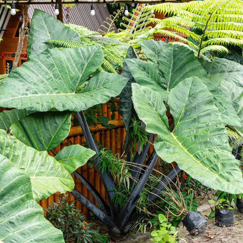 Black Stem Alocasia Plant 4-8 Inch Tall, Tropical Alocasia Indoor Houseplant, Well Rooted Elephant Ear for Growing