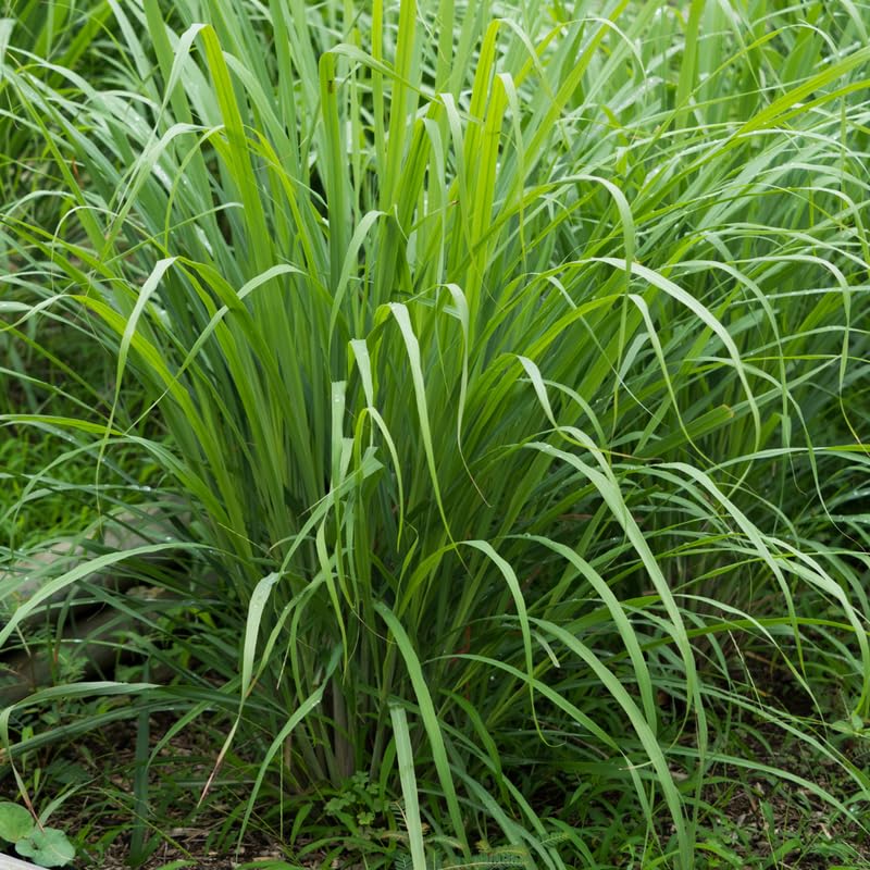 6 Live Lemon Grass Plants for Outside, No Pot, Established Root Lemongrass Plants Live Outdoor Indoor Planting, Perennial Zones 9-11