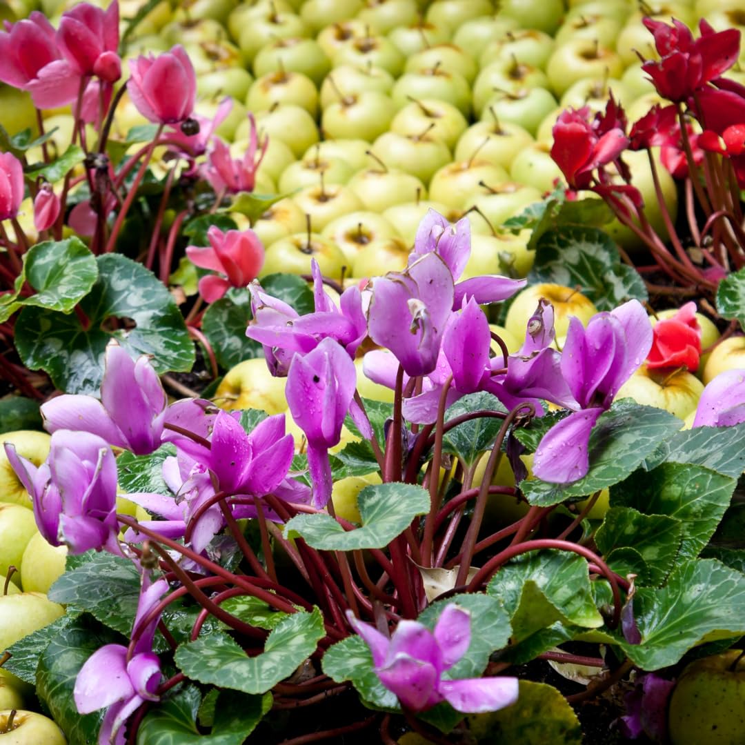 Purple Cyclamen Plant Live, Flowering Houseplant, 4" Pot