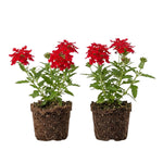 2 Red Verbena Live Plants, Trailing Verbena Plants for Planting Outdoor, Perennial Ground Cover Flowers 4-7 Inches