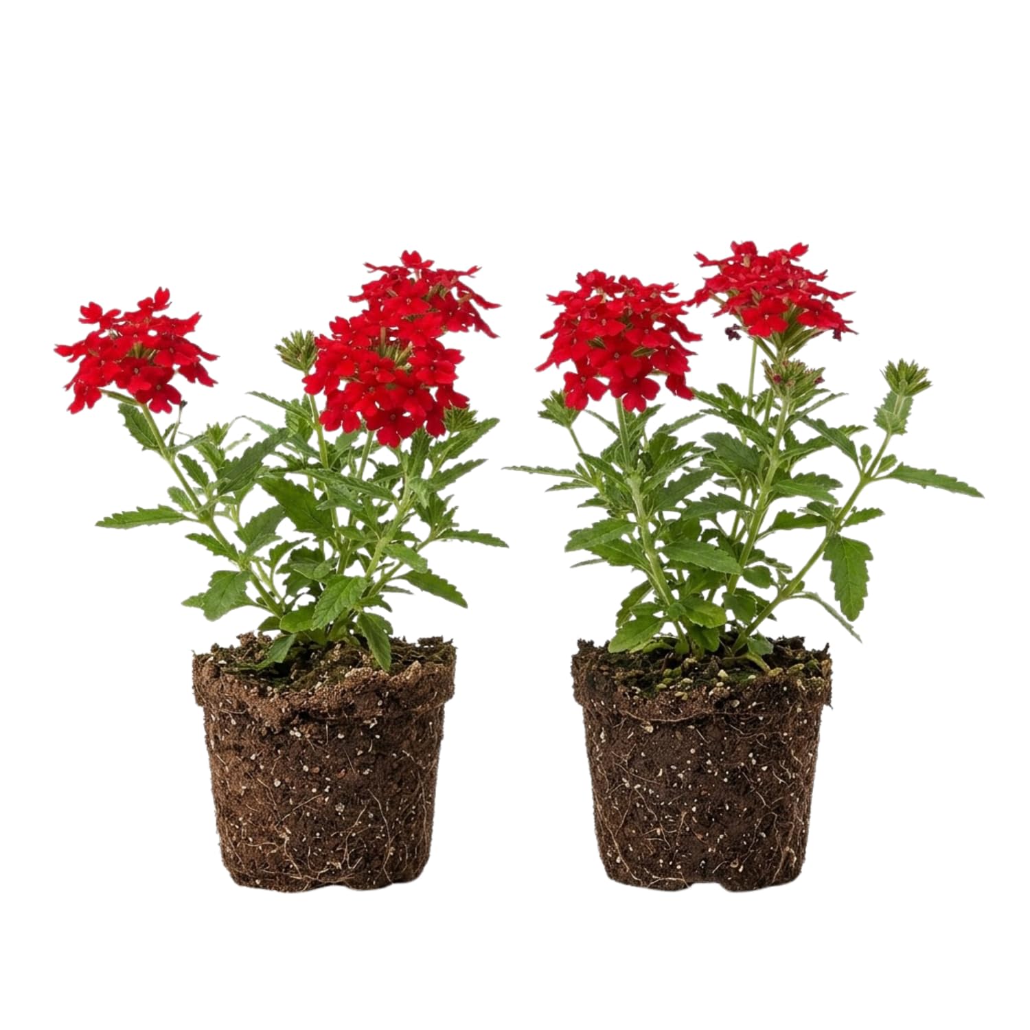 2 Red Verbena Live Plants, Trailing Verbena Plants for Planting Outdoor, Perennial Ground Cover Flowers 4-7 Inches