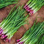 Pack 20 Egyptian Walking Onions Bulbs for Planting Outdoors Indoors, Heirloom Onion Bulbs