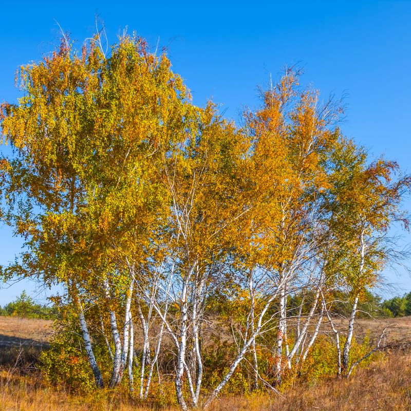 Red Birch Trees Live Plant, 12-20 Inch Tall Birch Tree Live Plant for Outdoor Gardening, Perennial Hardy Trees