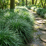 Set of 2 Mondo Grass Live Plant 4-6 Inches Tall, Ornamental Grass Live Plants, Low Maintenance, Ideal for Outdoor Gardening