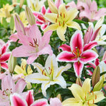 Set 4 Mixed Oriental Lilies Bulbs, Lily Bulbs, Flowering Bulb for Outdoor Garden Beds and Containers