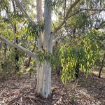 2 Lemon Eucalyptus Live Plants, Fragrant Eucalyptus Herb for Garden and Patio Containers, 2-5 Inches Tall Plugs