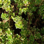Variegated Lemon Live Plant 4 Inch Tall, Fragrant Green Lemon Thyme, Herb Plant for Indoor or Outdoor Growing