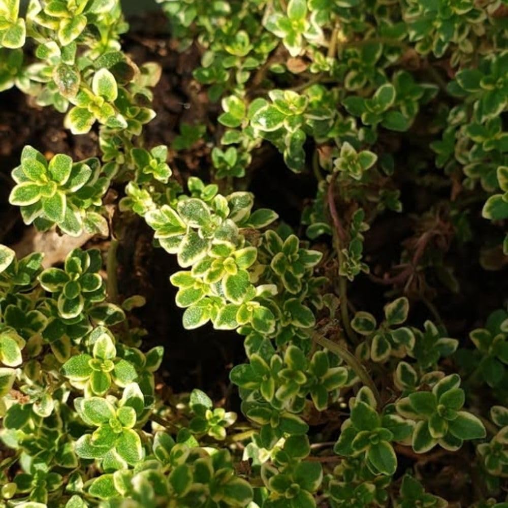 Variegated Lemon Live Plant 4 Inch Tall, Fragrant Green Lemon Thyme, Herb Plant for Indoor or Outdoor Growing