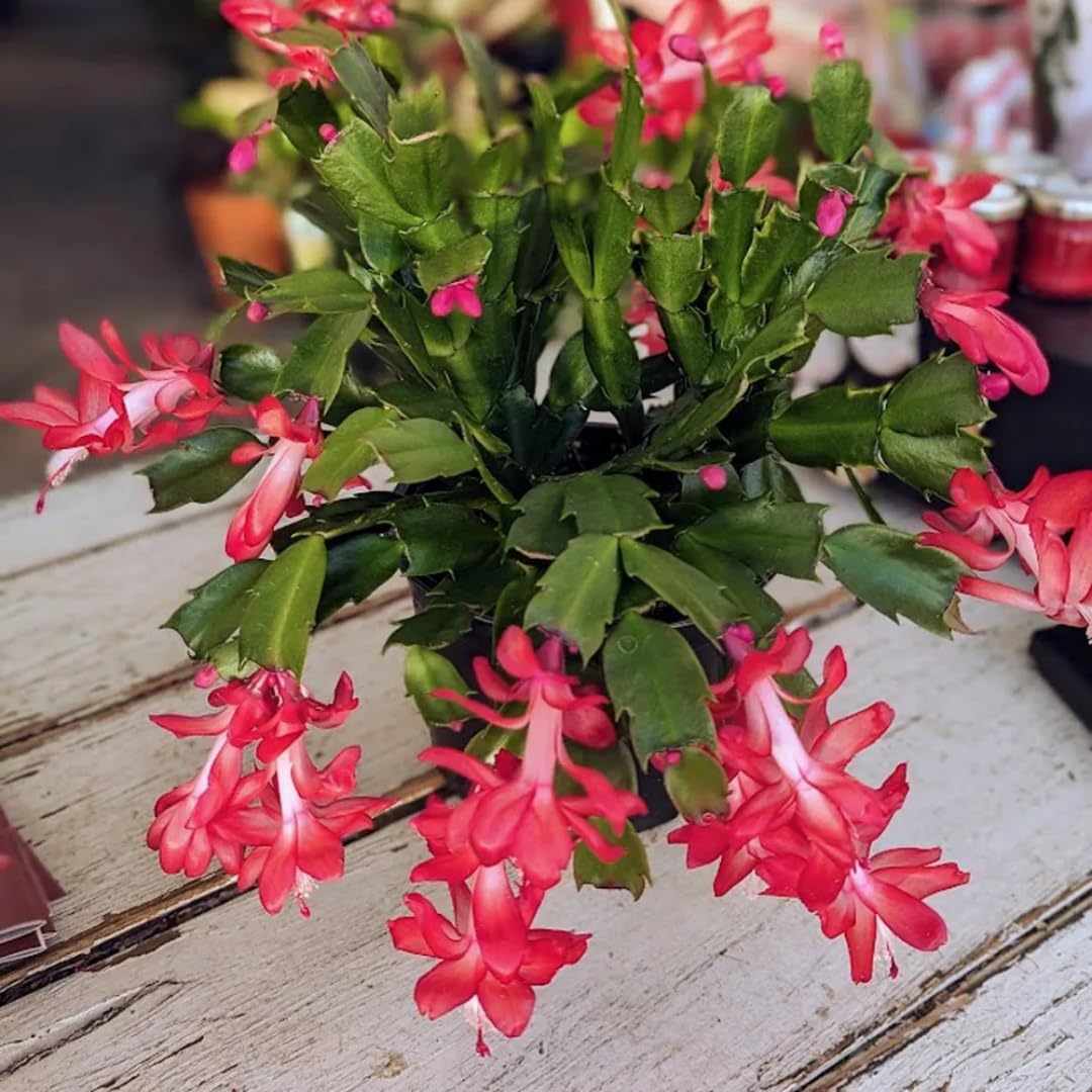 Christmas Cactus Plant Live, Starter Holiday Thanksgiving Cactus Plant for Indoor Outdoor Houseplants, Fasle Easter Cactus Plants Like, Cold Hardy, 5-9" in Tall (Red)