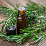 Pack 02 of Rosemary Plants Live, Live Rosemary Plants Indoor Outdoor, 3 to 6 Inches Long, Rosemary Starter Plant Indoor, Rosemary Live Plant