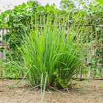 3 Lemongrass Plants Stalks for Outdoor Planting, Lemon Grass Live Plants, Outdoor Lemongrass Plants Live for Planting, 6-8 Inches Tall