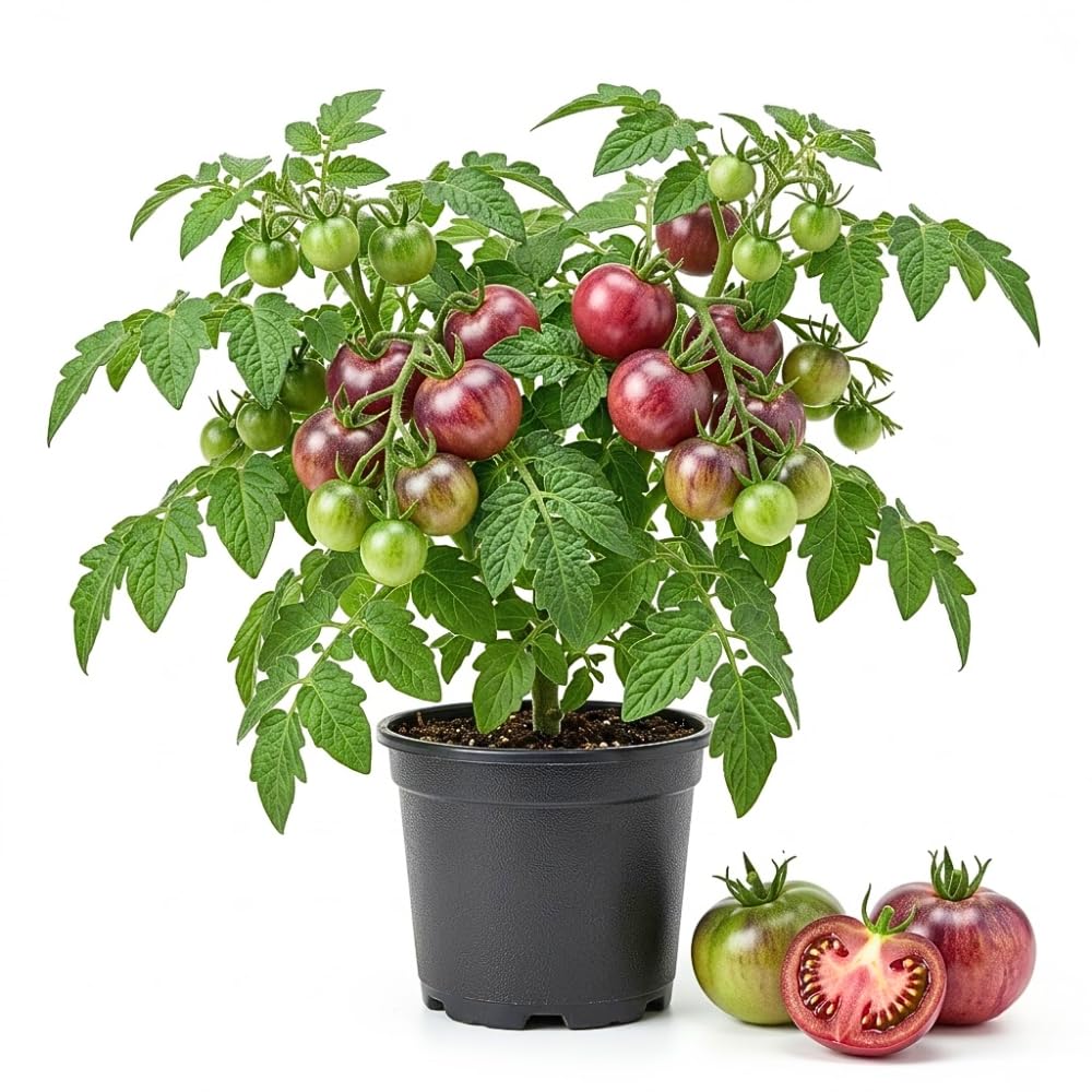 Red Purple Tomato Plant Live, Red Fruit, Tomato Vegetable Plant Live for Outdoors Gardening, 4-6 Inches Tall in 4 Inch Pot