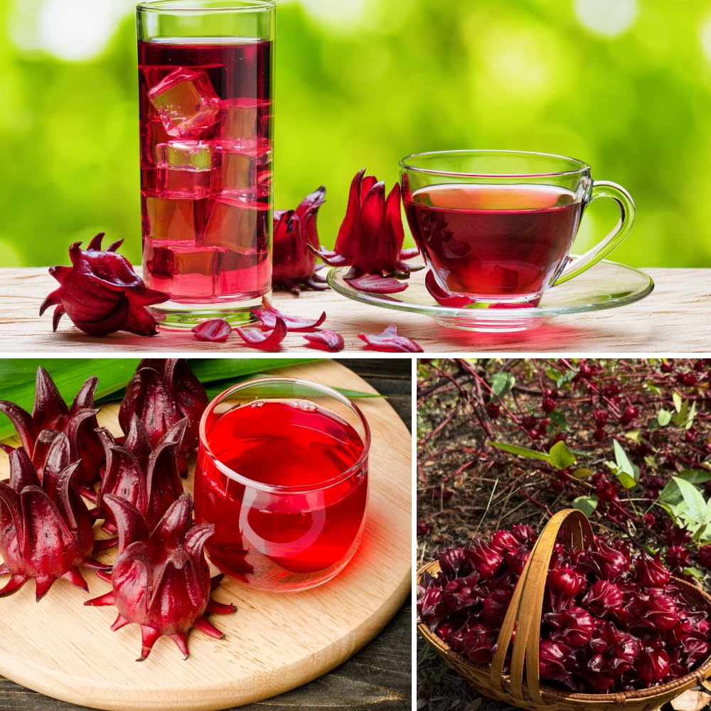 Roselle Hibiscus Plant Live, Hibiscus Sabdariffa Plant, Red Sorrel Jamaica Live Plant in 4 Inches Pot, 6-8 Inc Tall, Red Roselle Seedling for Indoor Outdoor Growing